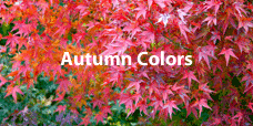 Autumn-colors
