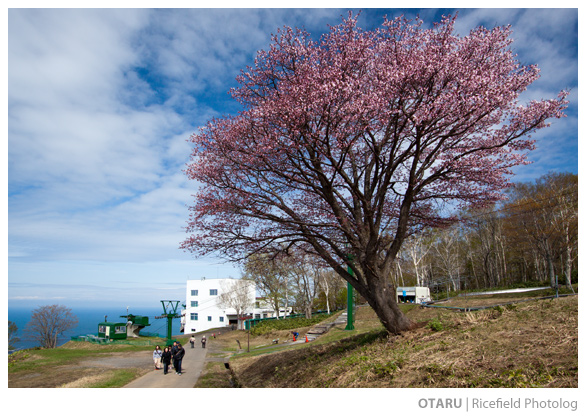 OTARU 小樽