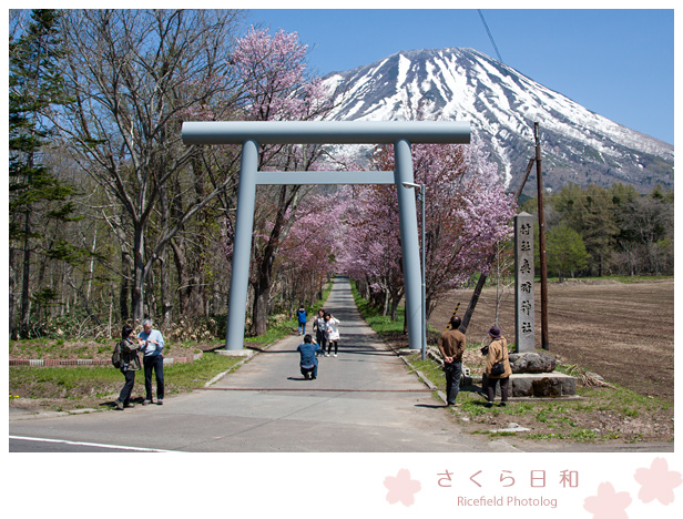 桜　羊蹄山