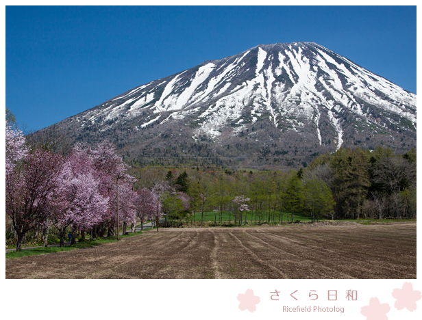 桜　羊蹄山.jpg