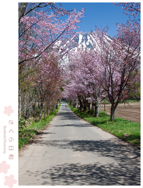 桜　羊蹄山