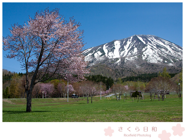 桜　羊蹄山