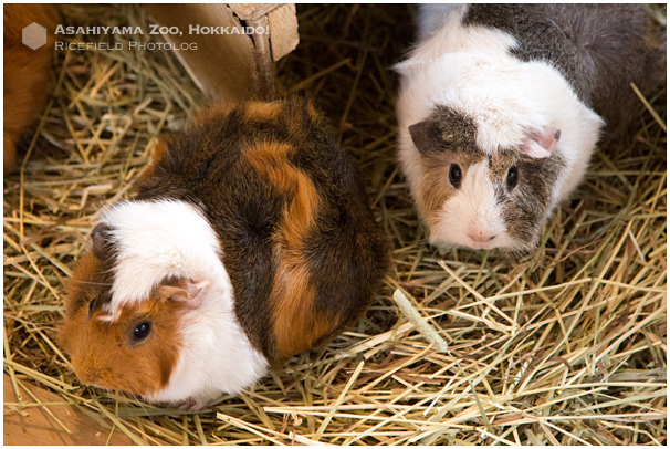 旭山動物園.jpg