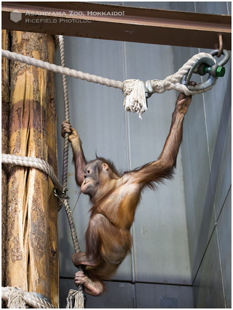 旭山動物園.jpg