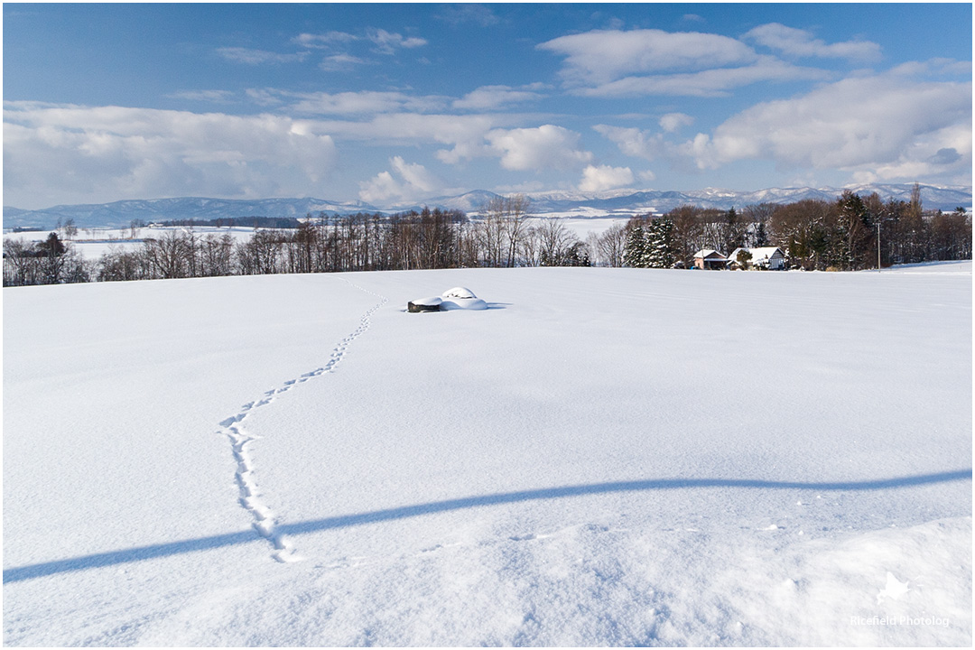 雪の美瑛を散歩する