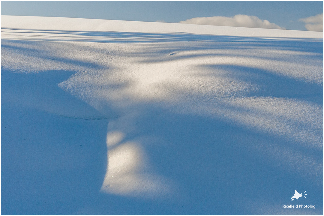 雪の美瑛を散歩する