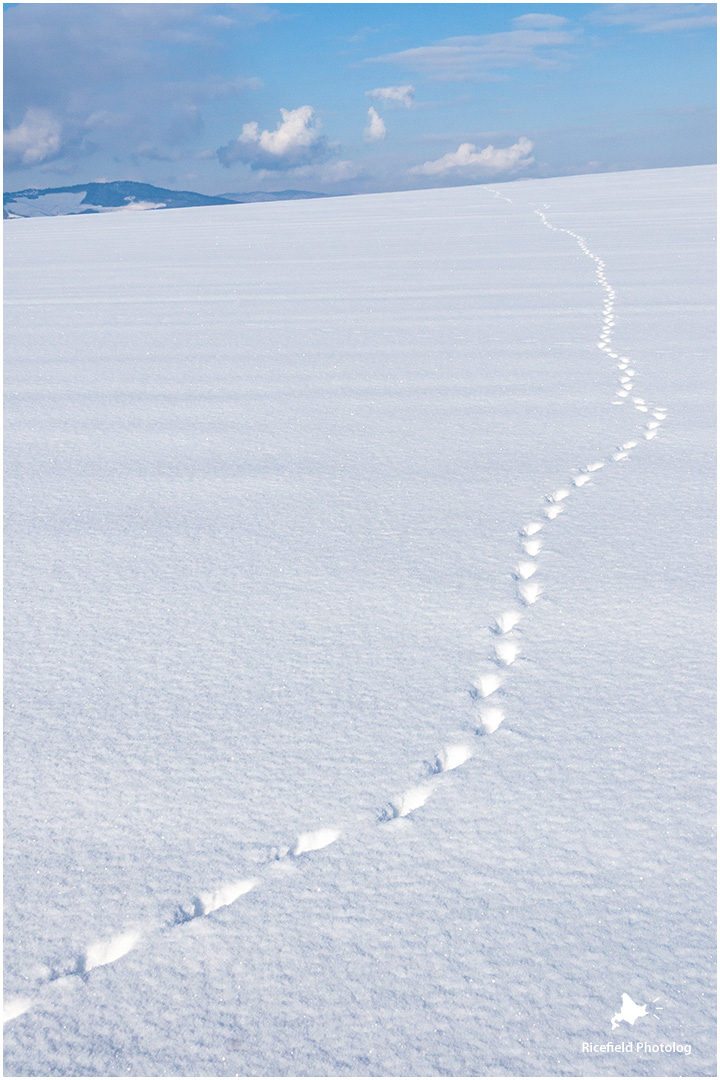 雪の美瑛を散歩する