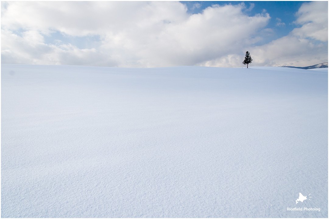 雪の美瑛を散歩する