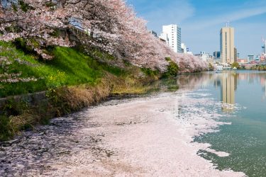 東京さくら日和｜アークヒルズ、皇居外堀、飛鳥山