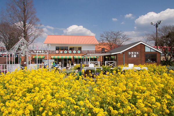 春のマザー牧場、菜の花とヒツジ