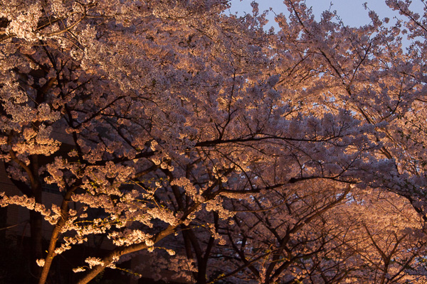東京さくら日和｜アークヒルズの桜並木