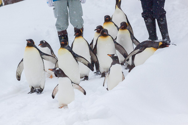 冬の旭山動物園｜ペンギンの散歩、オオカミ、ホッキョクグマ