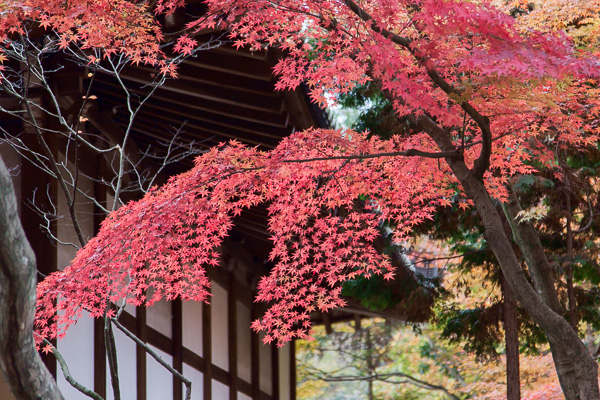 あきの色｜永保寺・定光寺