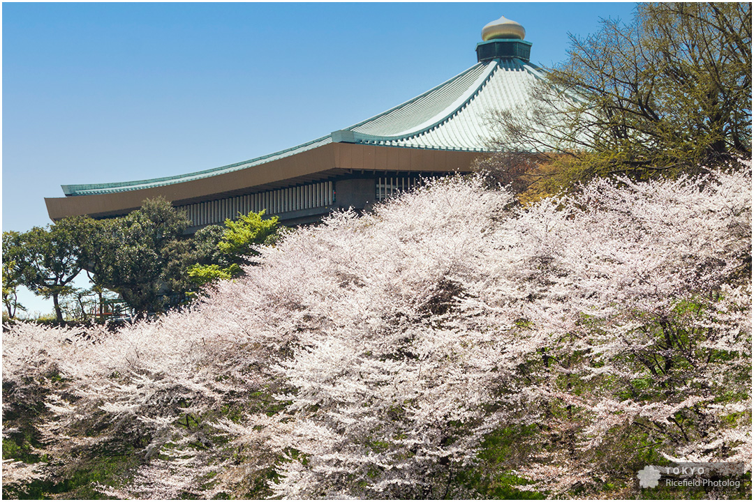 満開の桜 皇居北の丸公園