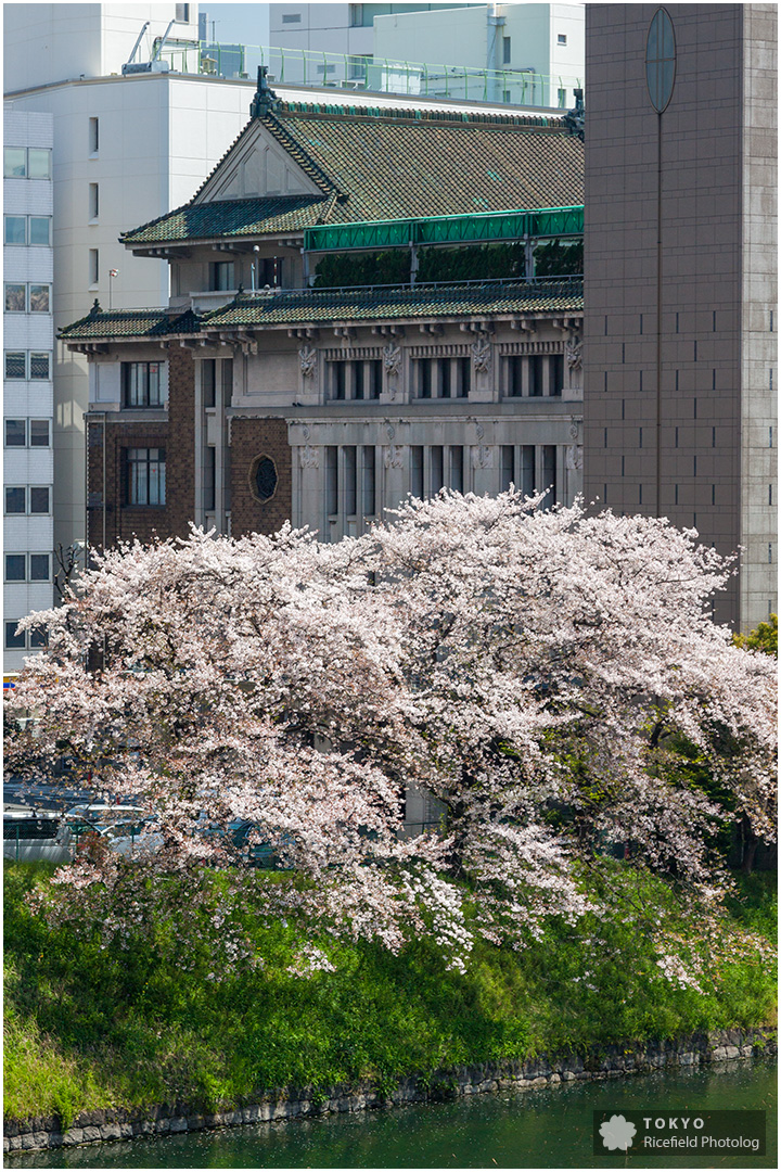 満開の桜 皇居北の丸公園