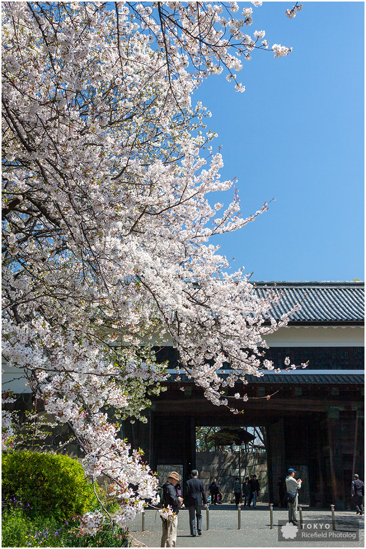 満開の桜 皇居北の丸公園 田安門から入る