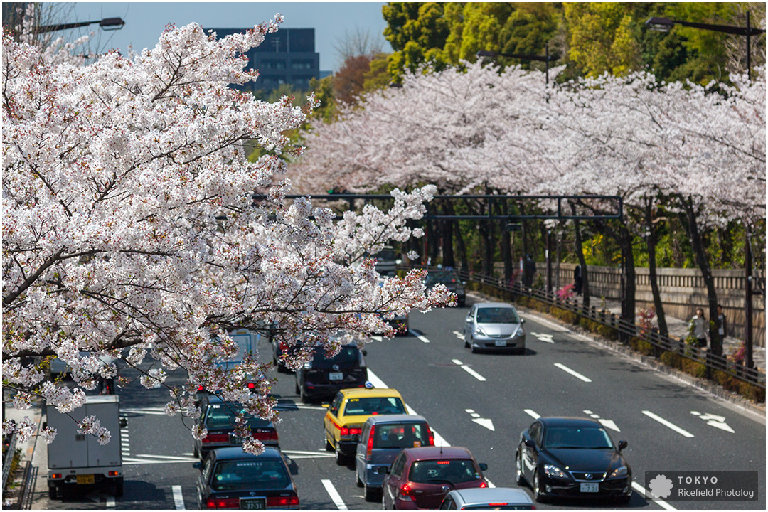 満開の桜 皇居北の丸公園