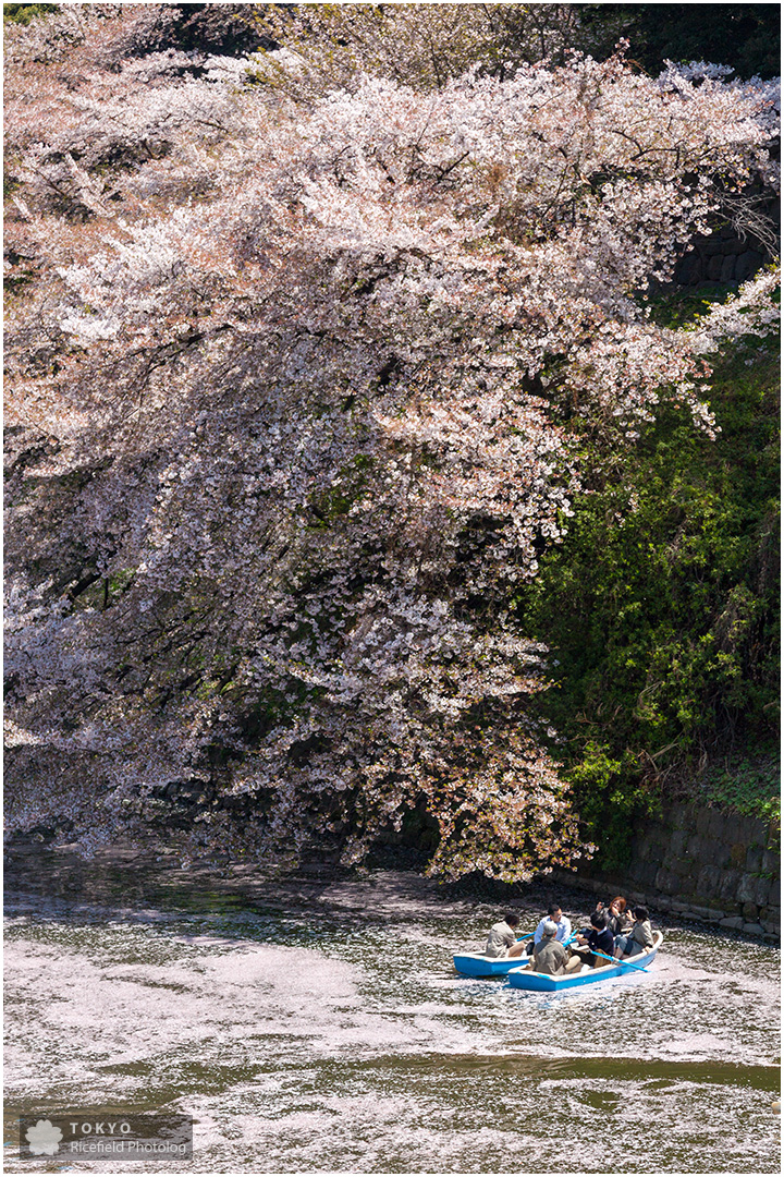 千鳥ヶ淵の満開の桜とボート