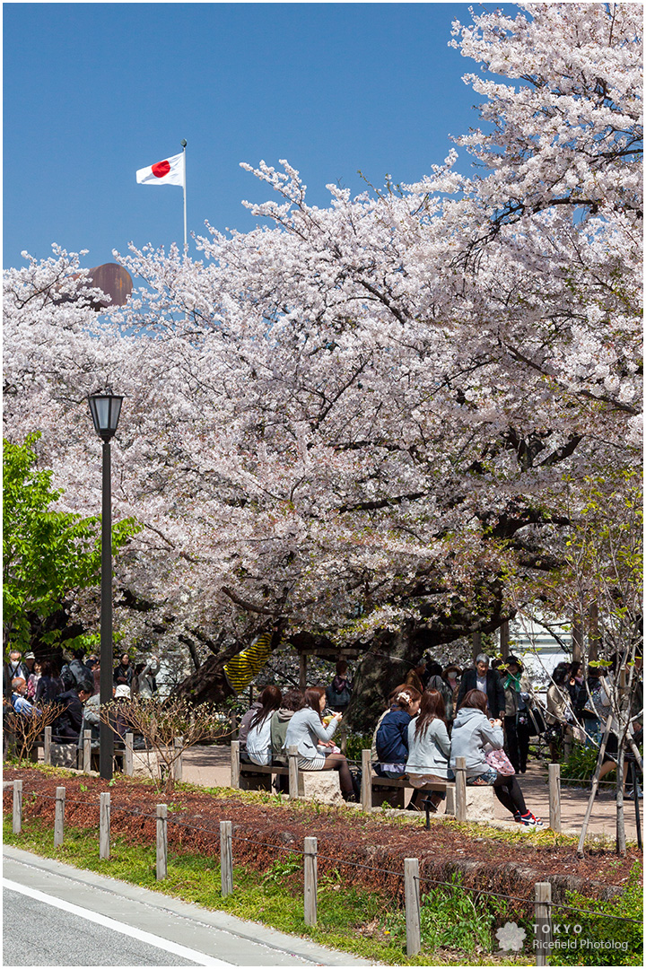 千鳥ヶ淵の満開の桜と、散歩する人たち