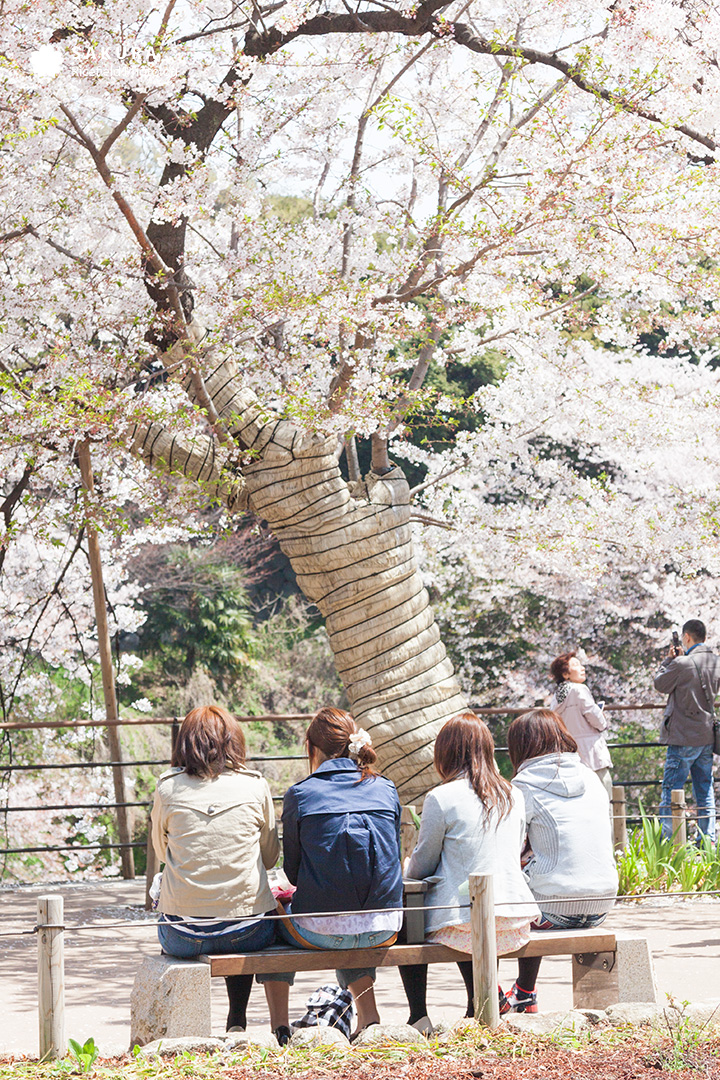 千鳥ヶ淵の満開の桜と、散歩する人たち