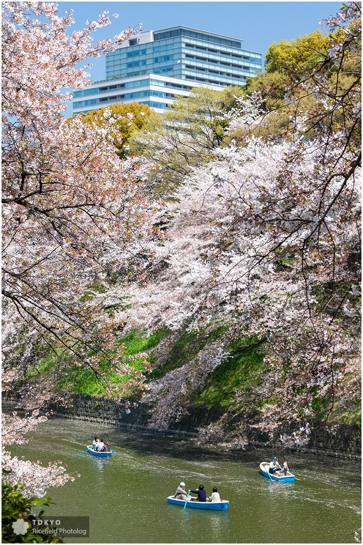 千鳥ヶ淵の満開の桜と、散歩する人たち