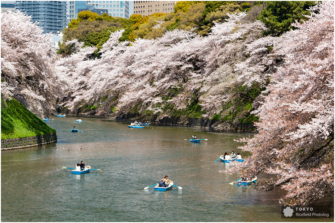 千鳥ヶ淵の満開の桜と、散歩する人たち