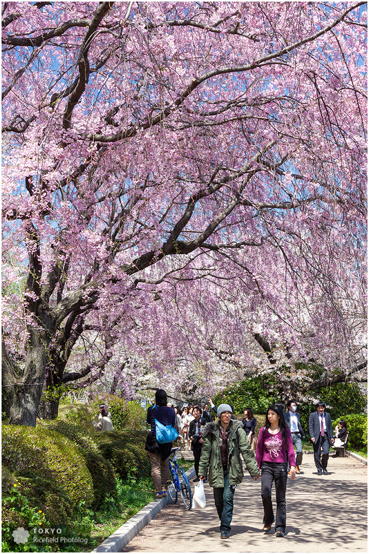 千鳥ヶ淵の満開の桜と、散歩する人たち