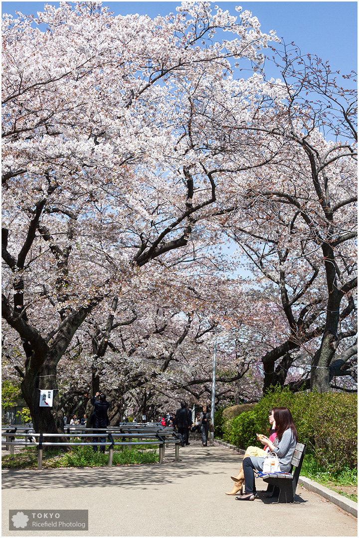 千鳥ヶ淵の満開の桜と、散歩する人たち