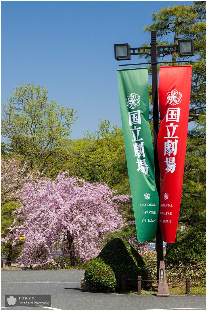 国立劇場と桜