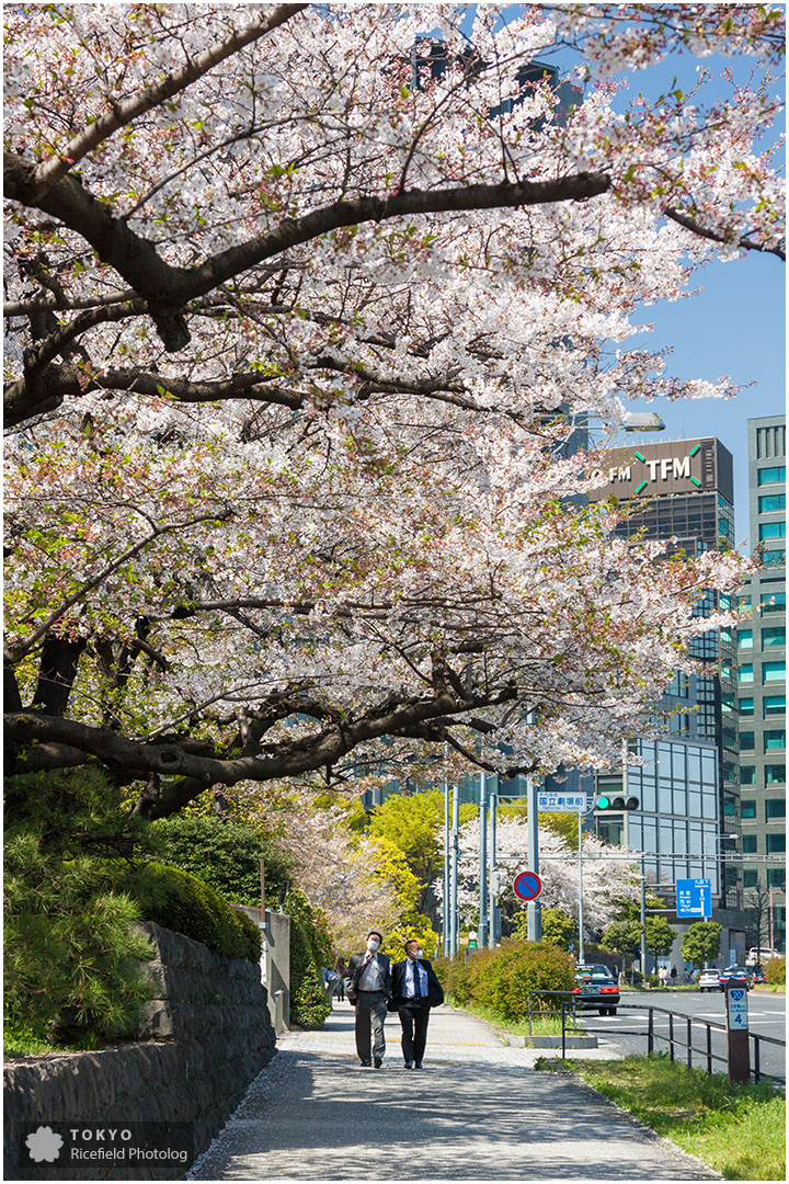 半蔵門の桜