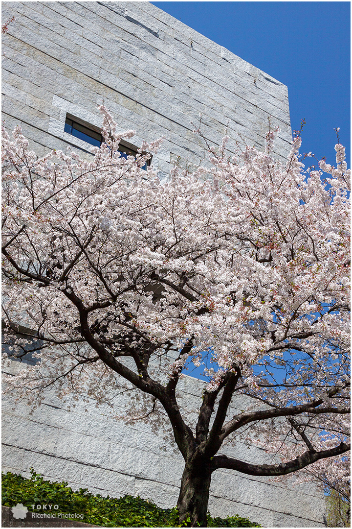 最高裁判所と桜