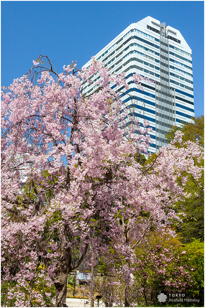 清水谷公園の桜