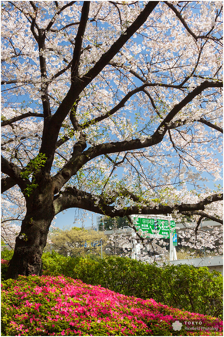 赤坂プリンスホテルと桜