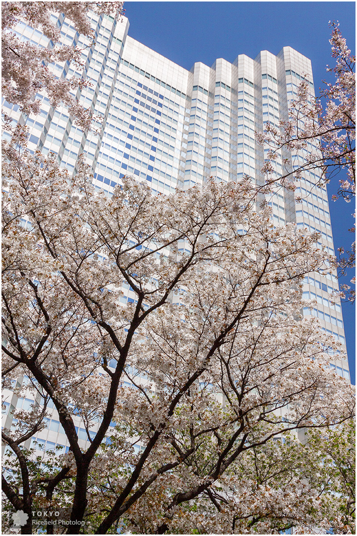 赤坂プリンスホテルと桜