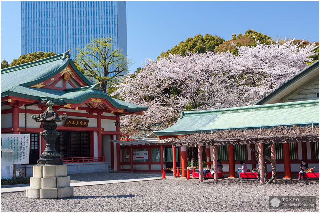 山王日枝神社と桜