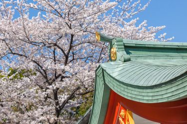 東京さくら日和｜半蔵門から赤坂見附、山王日枝神社へ