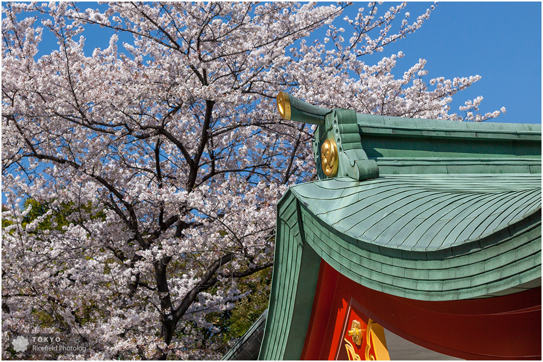 山王日枝神社と桜