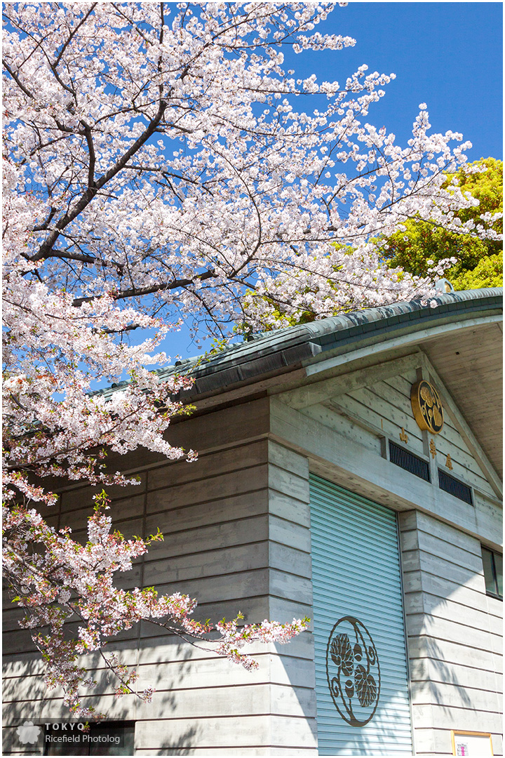 山王日枝神社と桜