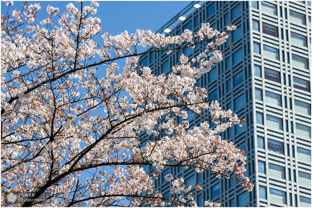 キャピトルホテル東急と桜