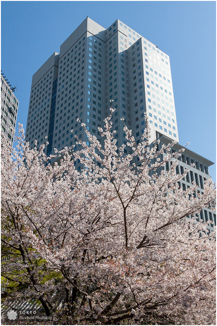 山王パークタワーと桜