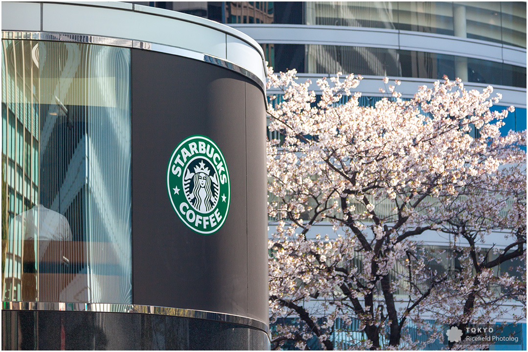 日比谷シャンテ前のスターバックスと桜