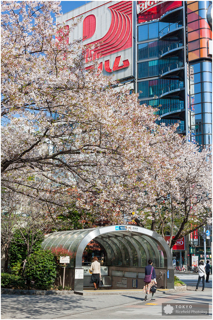 数寄屋橋の桜