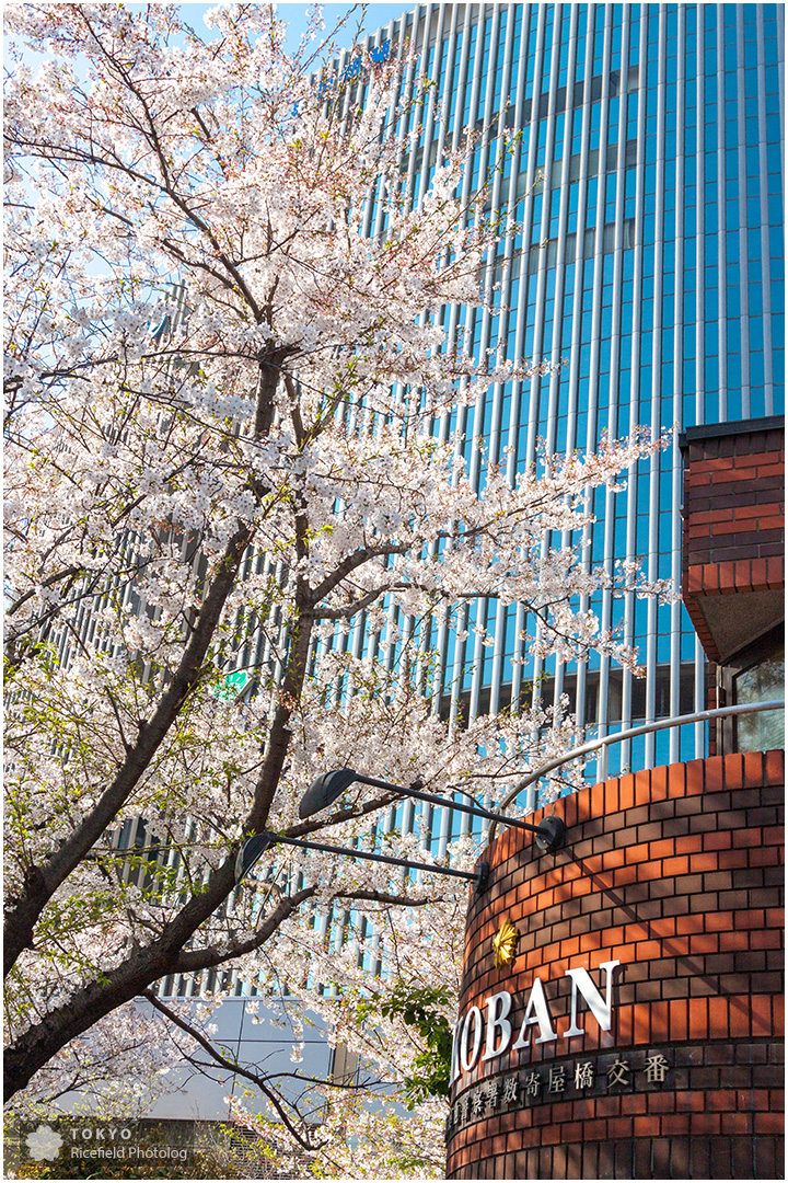 数寄屋橋の桜