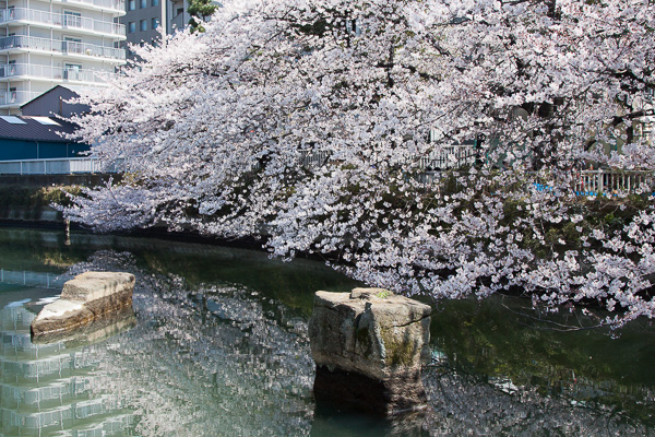 東京さくら日和｜運河沿いの桜