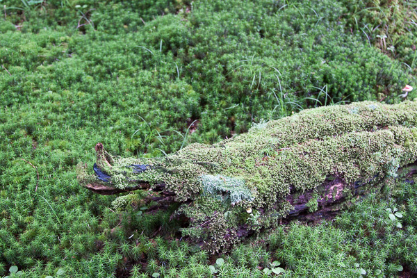 白駒池・苔の森