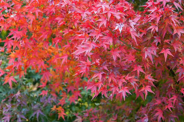 秋の東京｜紅葉の公園散歩