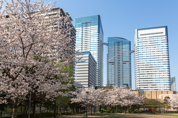 東京さくら日和｜晴海・霞が関・目黒川