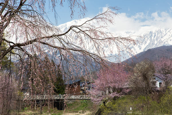 春の信州白馬｜北国の春、雪と桜
