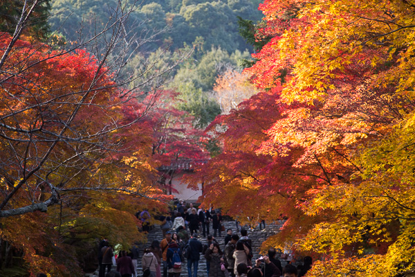 紅葉の京都｜嵐山・嵯峨野