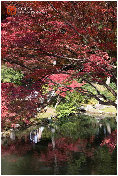 金戒光明寺